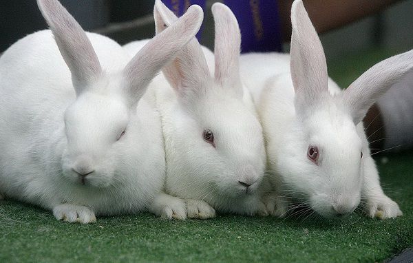 Як визначити стать кролика перевірені способи