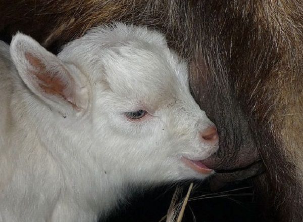 Як раздоить козу способи підвищення молочної продуктивності