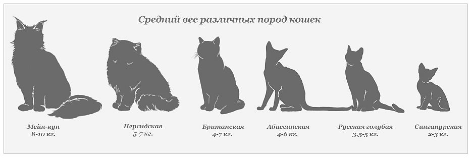 Размер домашней кошки. Таблица роста Мейн куна кошка. Кот Мейн-кун 3 месяца рост, вес. Норма веса взрослого Мейн куна. Рост Мейн куна от возраста.