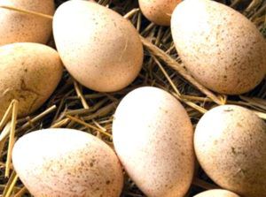 Інкубація індичих яєць в домашніх умовах