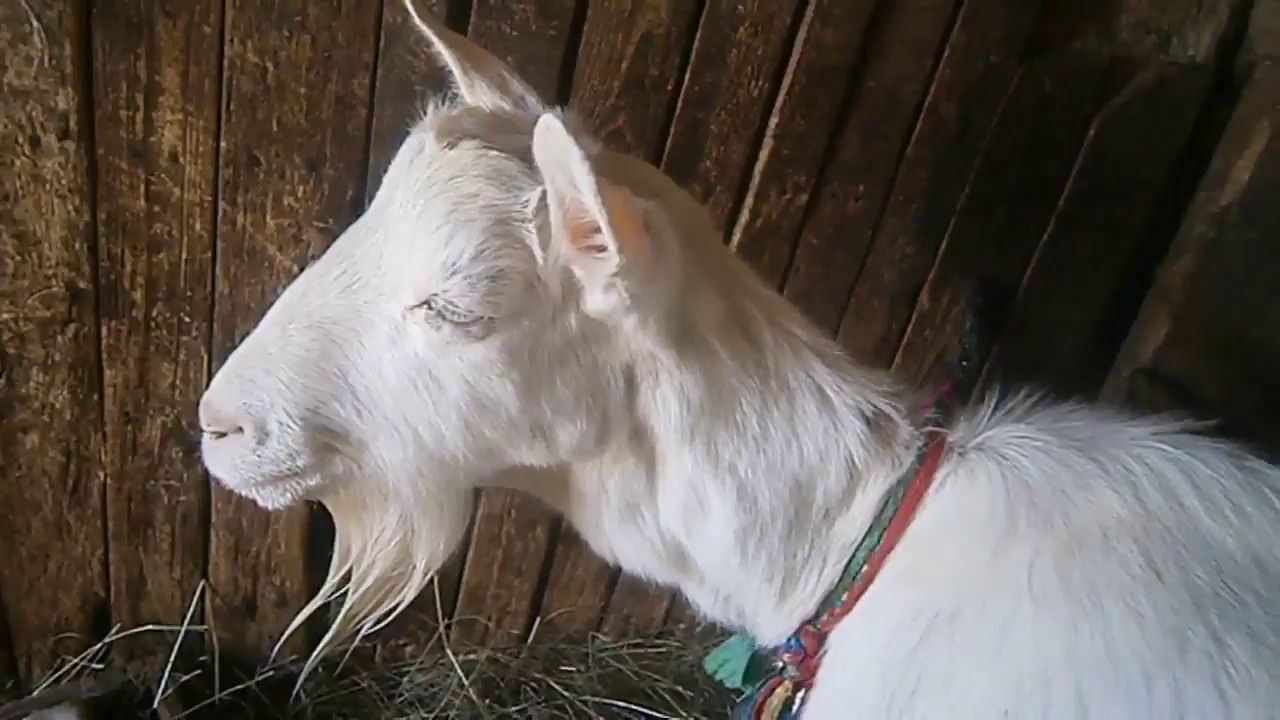 Після окоту Коза дає мало молока: що робити? Способи роздоювання