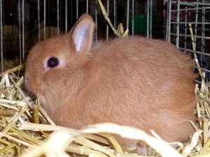 Лисячий карликовий кролик особливості породи, утримання та догляд