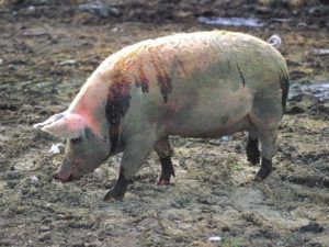 Глисти у свиней: шляхи зараження, лікування та профілактика