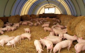 Що їдять свині правила годування, класифікація кормів