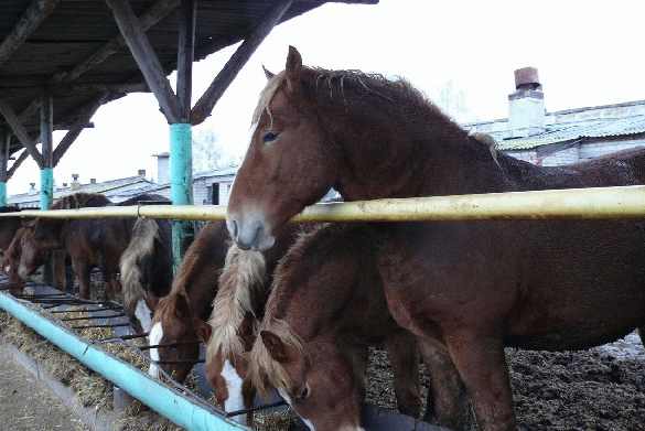 Чим харчується кінь види кормів, поради по раціону