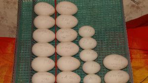 Як посадити гуску на яйця добровільно або примусово? Які яйця підкладати?