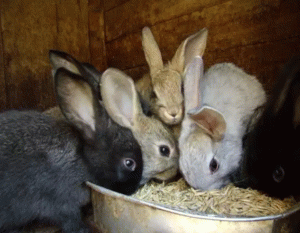 Ампролиум: інструкція по застосуванню для кроликів