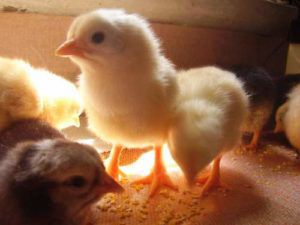 Комбікорм для курчат: особливості вибору та приготування