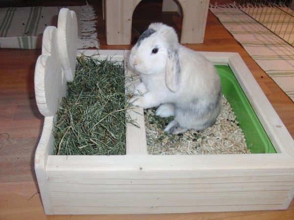 Як привчити кролика до лотка огляд перевірених методів