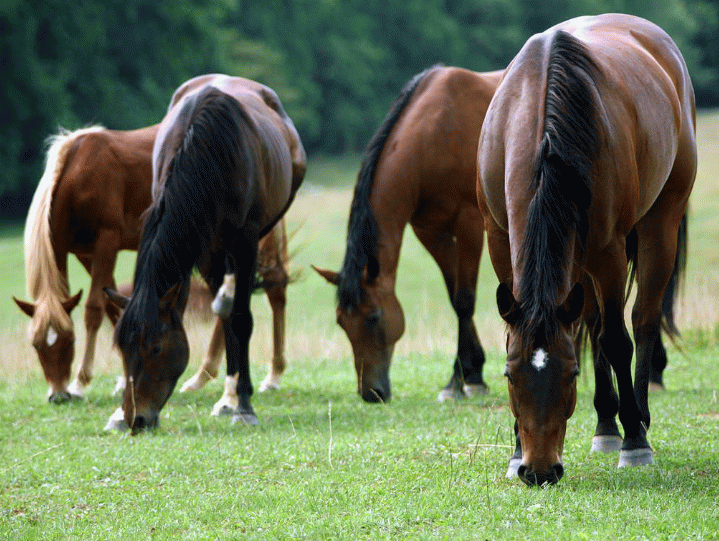 Чим харчується кінь види кормів, поради по раціону