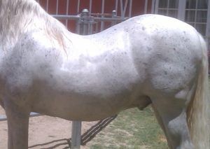Американська верхова кінь особливості породи, фото