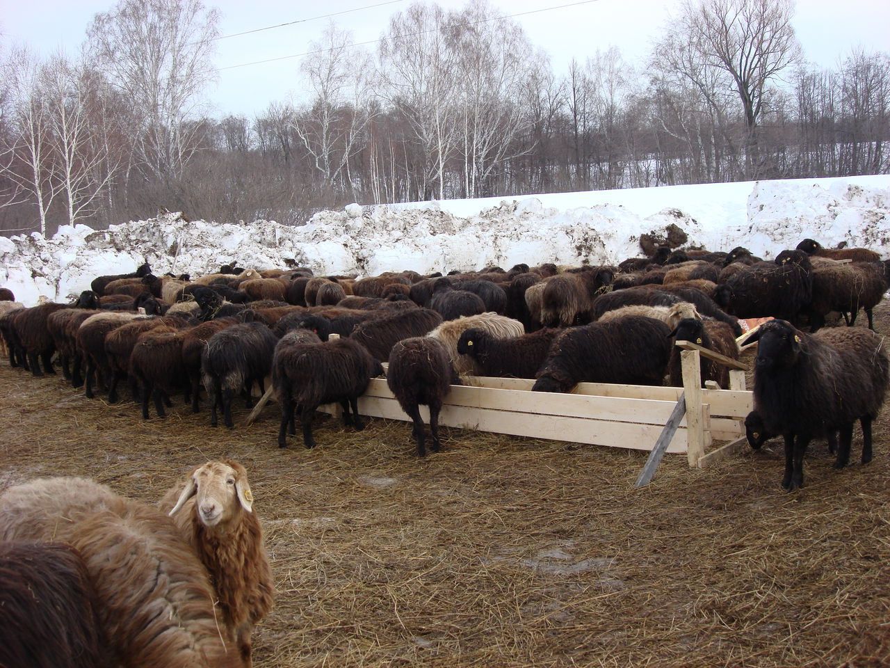 Эдильбаевская порода овець: опис, правил утримання, розведення