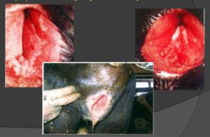 Інфекційний ринотрахеїт великої рогатої худоби