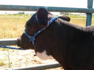 Актіномікоз великої рогатої худоби: як діагностувати і лікувати