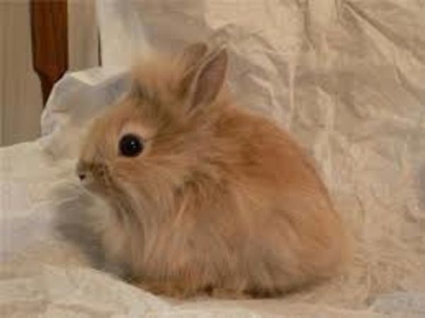 Лисячий карликовий кролик особливості породи, утримання та догляд
