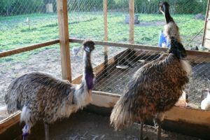 Розведення страусів: особливості вирощування, вигода бізнесу