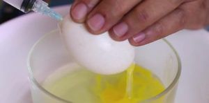 Кури клюють яйця: причина і що робити з агресивною куркою
