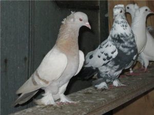 Бакинські голуби опис, характеристики, різновиди, тренування, років і гра