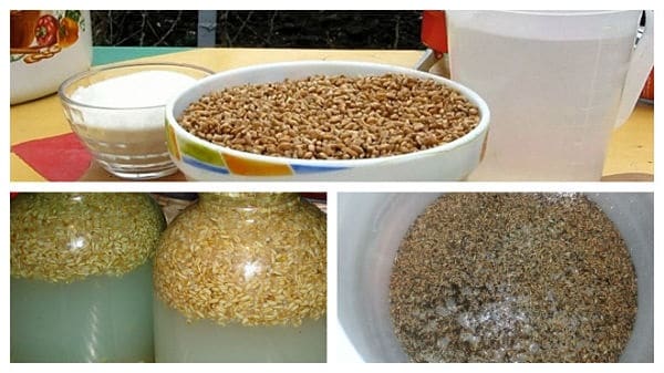 Брага на пшениці без дріжджів — рецепт приготування