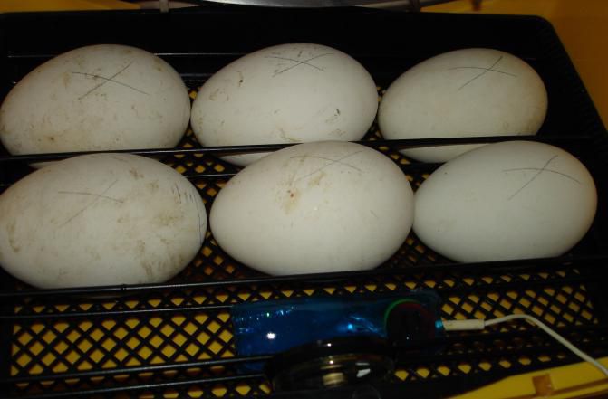 Гусячі яйця: вибір, інкубація, овоскопия, виведення гусенят