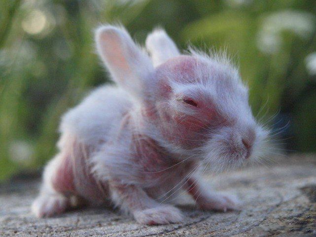 Лисий кролик облисіння кроликів, причини облисіння