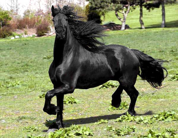 Фризька кінь: опис породи, особливості змісту, раціон коней