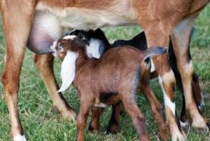 Нубийские кози: опис породи,утримання та догляд