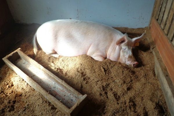 Глисти у свиней: шляхи зараження, лікування та профілактика