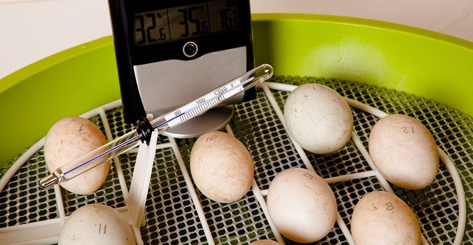 Гусячі яйця: вибір, інкубація, овоскопия, виведення гусенят