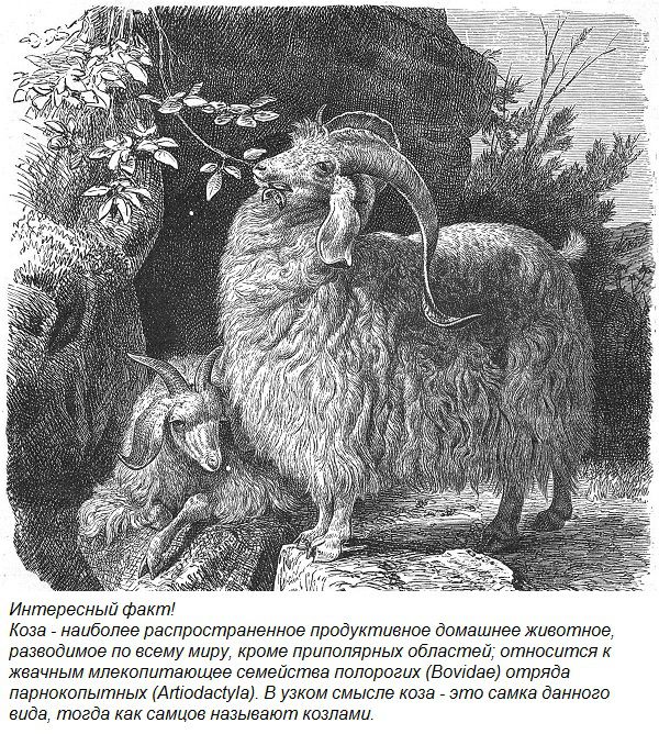 Ангорська коза опис породи, продуктивність, розведення