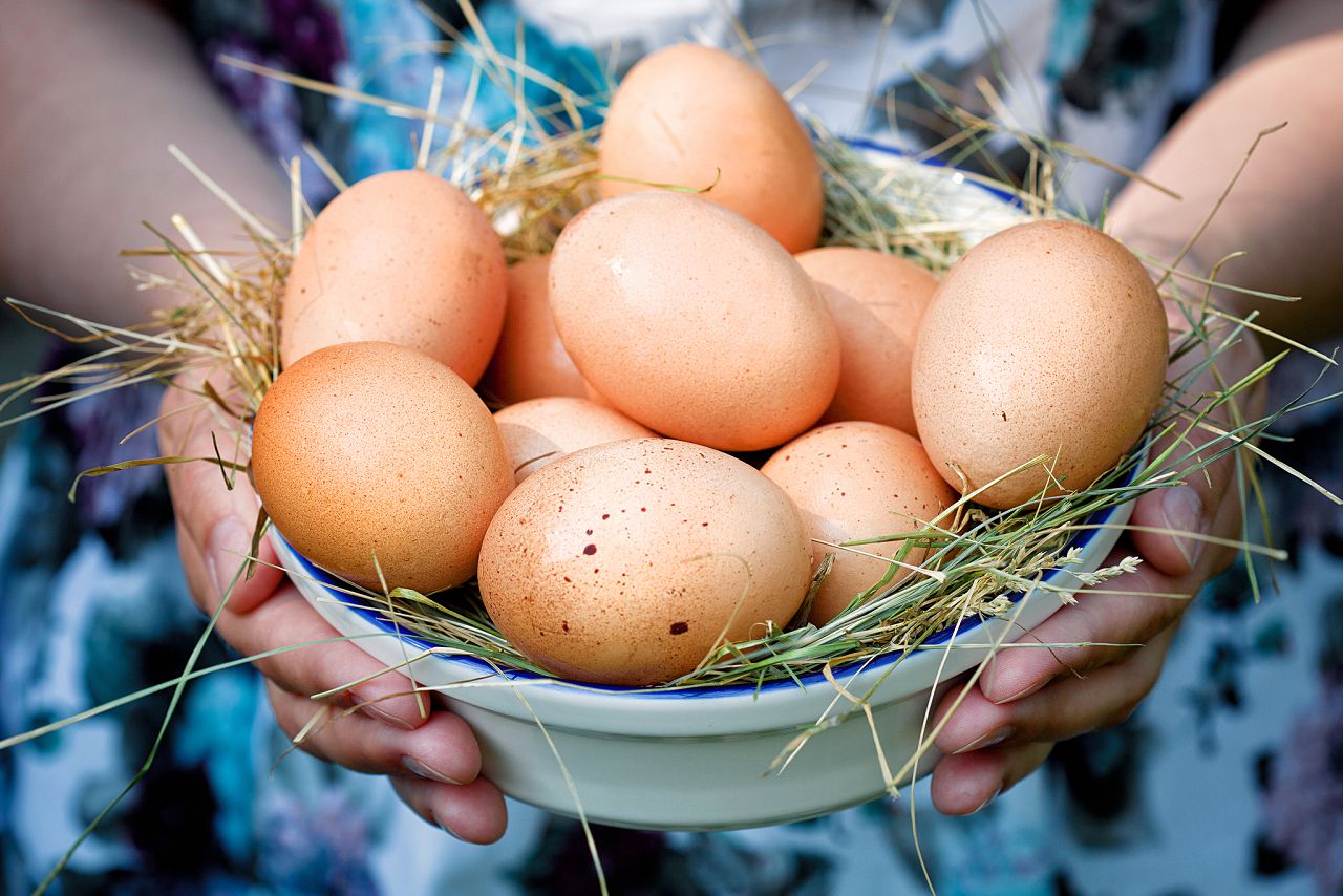 Чим годувати курей взимку, щоб несли яйця раціон для несучості