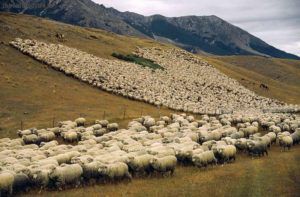 Вівчарство як бізнес для фермера початківця