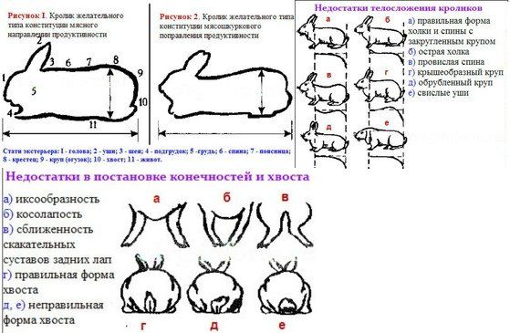 Кролиця не підпускає крола причини й рішення