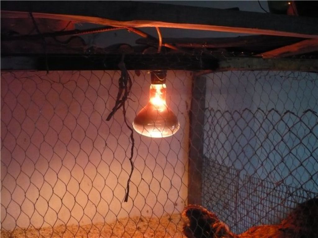 Обогрев птиц. Инфракрасная лампа для экпл 10. Лампа для курятника. Лампа обогреватель для курятника. ИК лампа в курятнике.