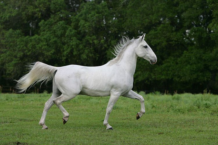 Липицианские коні опис екстерєру, якості породи