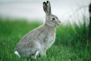 Кролячий гній як добриво: застосування і використання