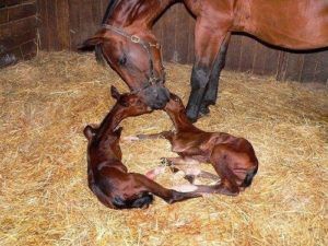 Як народжують коні: етапи вагітності і процес пологів