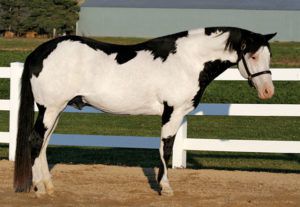 Чубарая масть коней опис масті і її різновидів