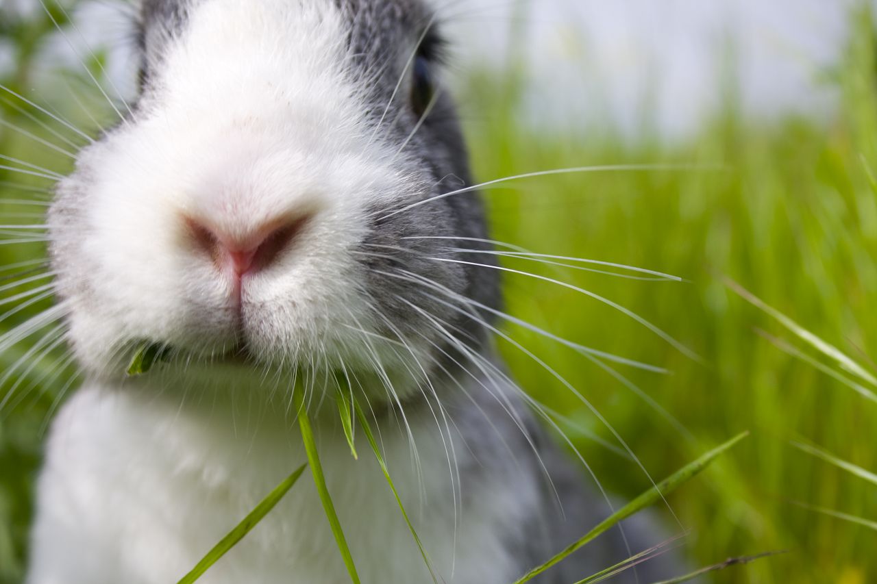 Які гілки можна давати кроликам і як правильно їх заготовляти