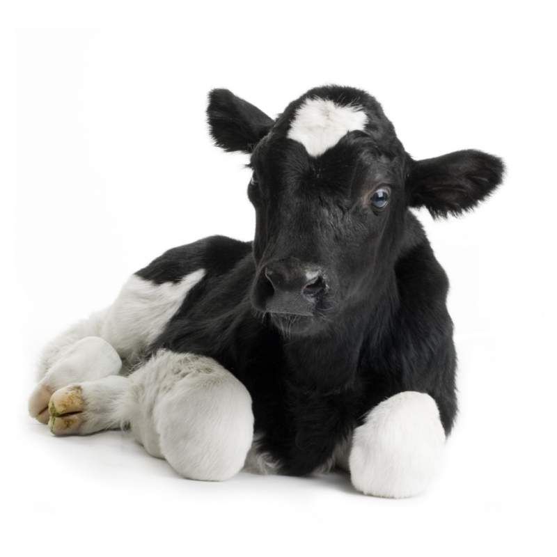 Эмкар великої рогатої худоби: симптоматика, лікування та профілактика