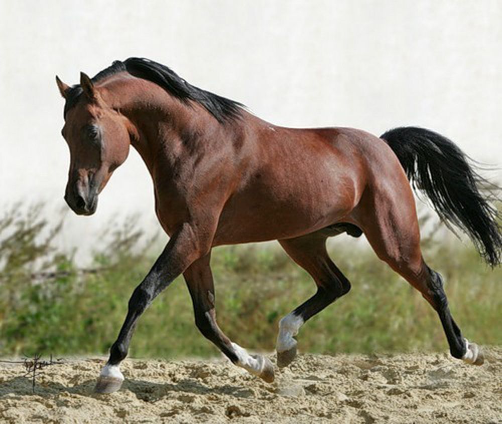 Сильная верховая. Шариф Дансер лошадь. Арабская Скаковая порода лошадей. Лошадь арабская чистокровная верховая. Лошади породы арабская чистокровная.