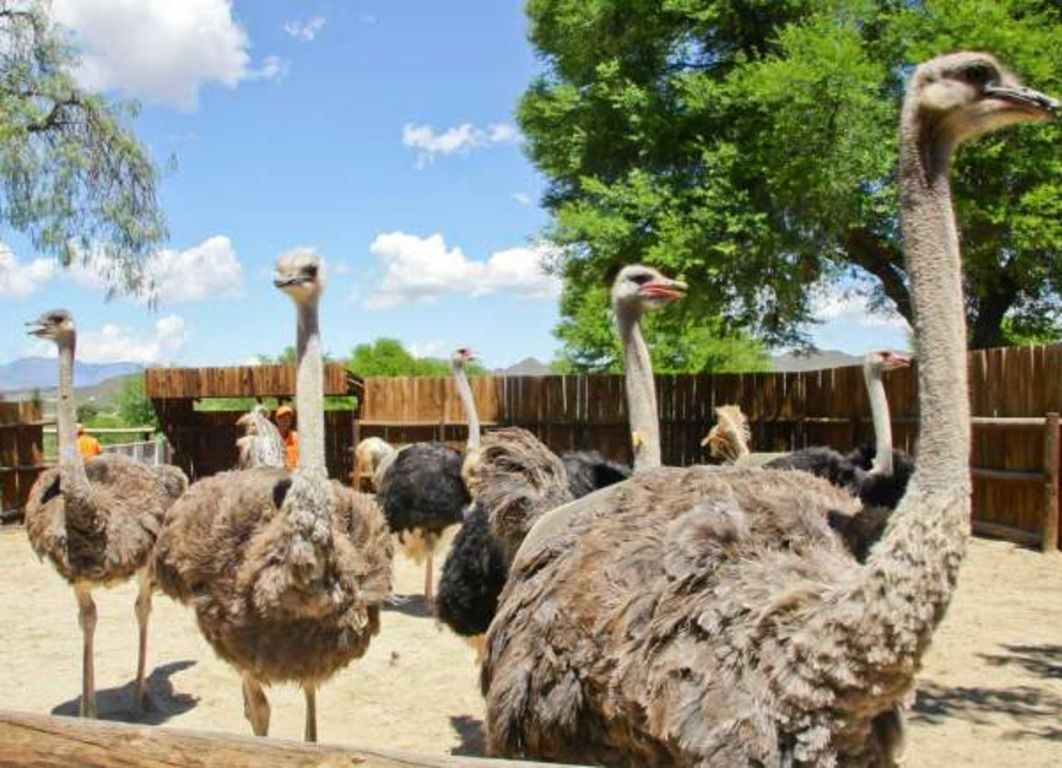 Розведення страусів: особливості вирощування, вигода бізнесу