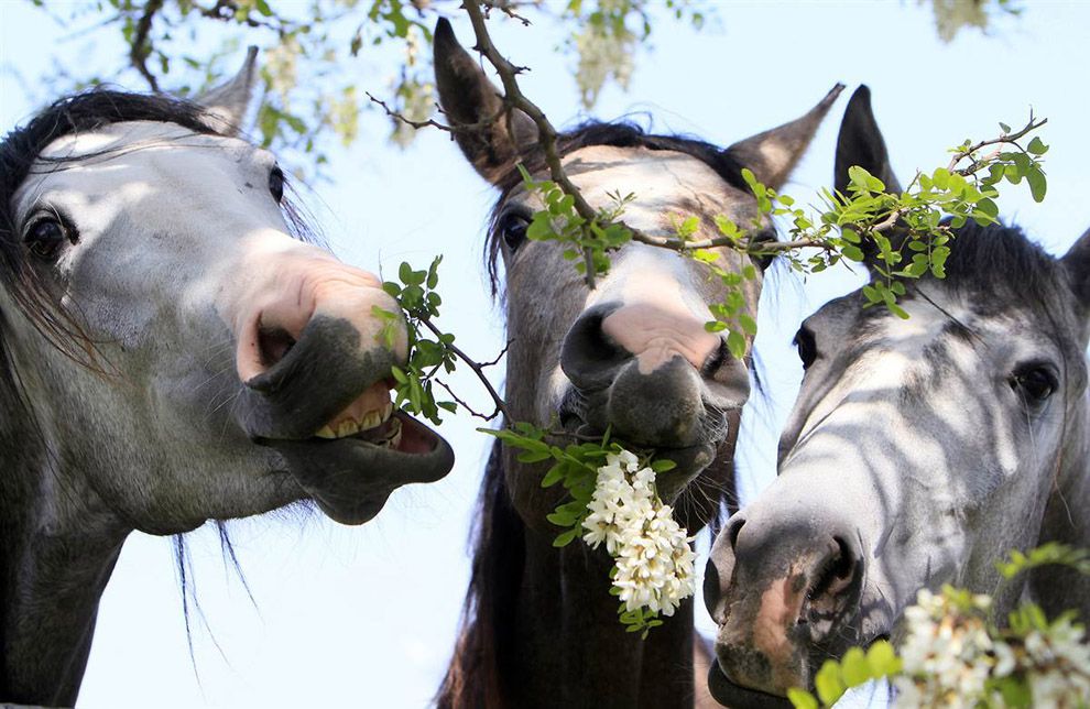 Що їдять коні складаємо правильний раціон
