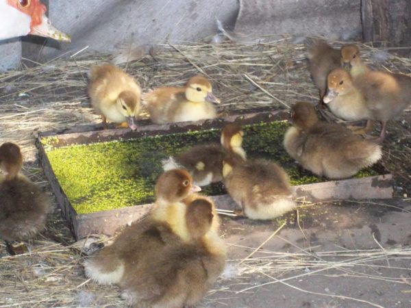 Чим годувати каченят: норми і нюанси раціону курчат різного віку