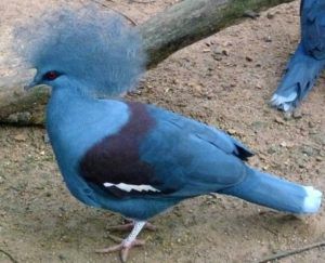 Гнізда для голубів своїми руками: способи виготовлення покроково