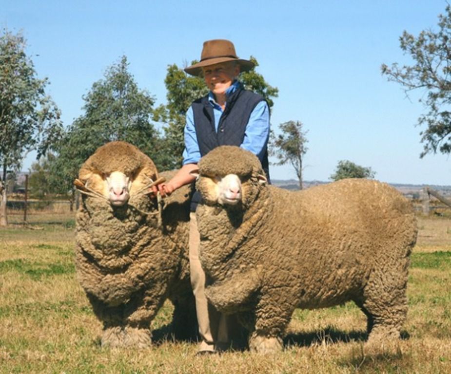 Порода овець Меринос: різновиди та особливості догляду