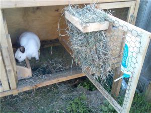 Кормушки для кроликів: види і способи виготовлення своїми руками