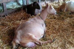 Окіт кози: визначення тільності, догляд і годування перед окотом