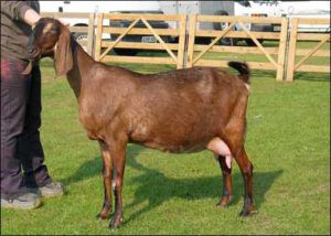 Зааненські кози опис породи та утримання кіз