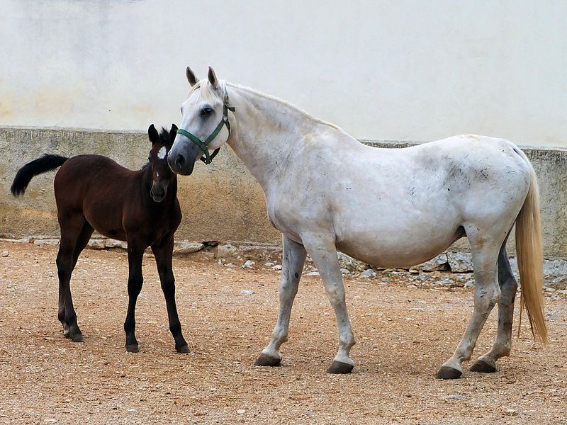 Липицианские коні опис екстерєру, якості породи